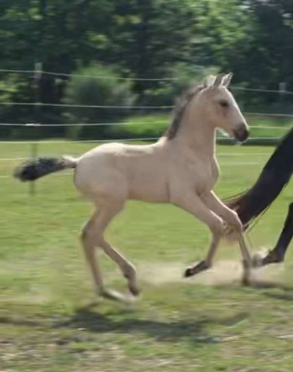 white-star-horse