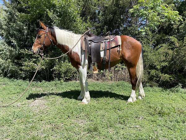 foot-gypsy-vanner-horse