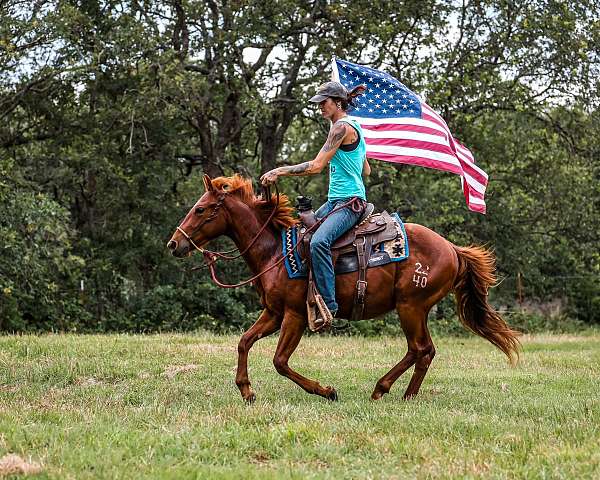 cowpony-quarter-horse