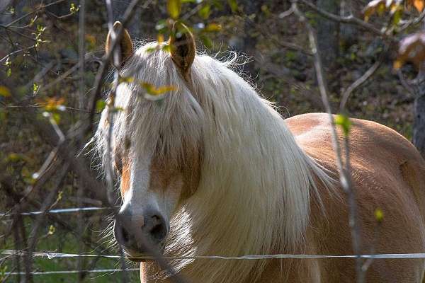 haflinger-mare