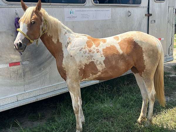 handled-by-children-filly