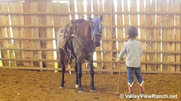 beginner-quarter-pony