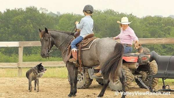 blue-roan-western-dressage-pony