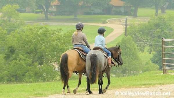 english-pleasure-quarter-pony