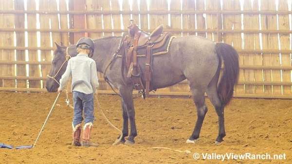 eventing-quarter-pony