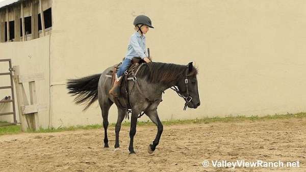 trail-quarter-pony