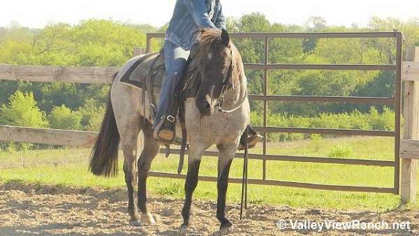 trail-riding-quarter-pony