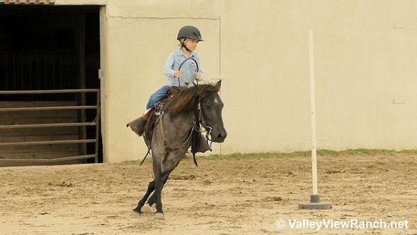 western-dressage-quarter-pony