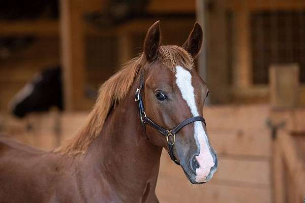 sorrel-ranch-ver-horse