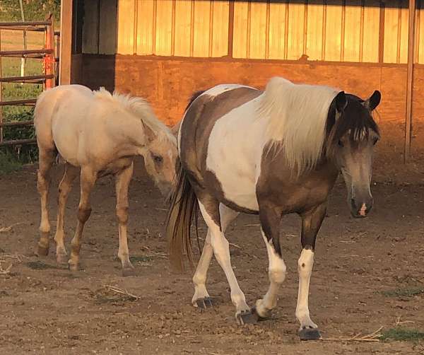 tennessee-walking-colt