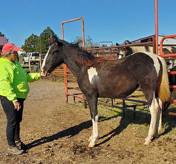 tennessee-walking-filly