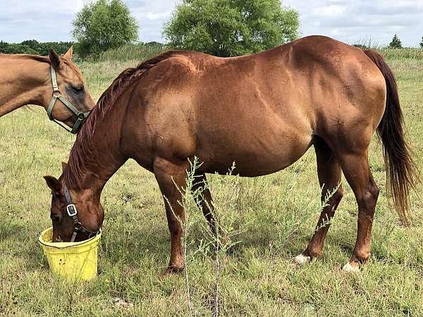 sorrel-quarter-horse-broodmare
