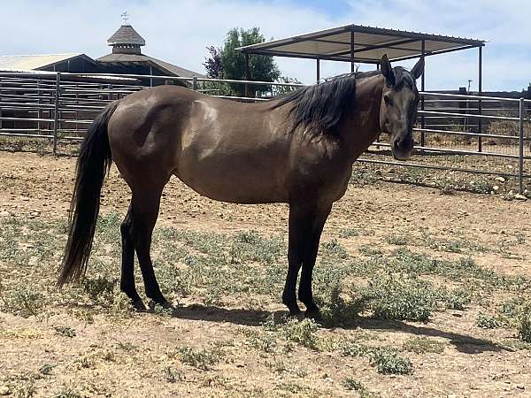 grulla-beginner-foundation-horse