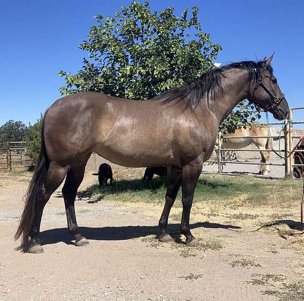 foundation-stock-quarter-horse