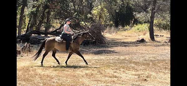 all-around-quarter-horse