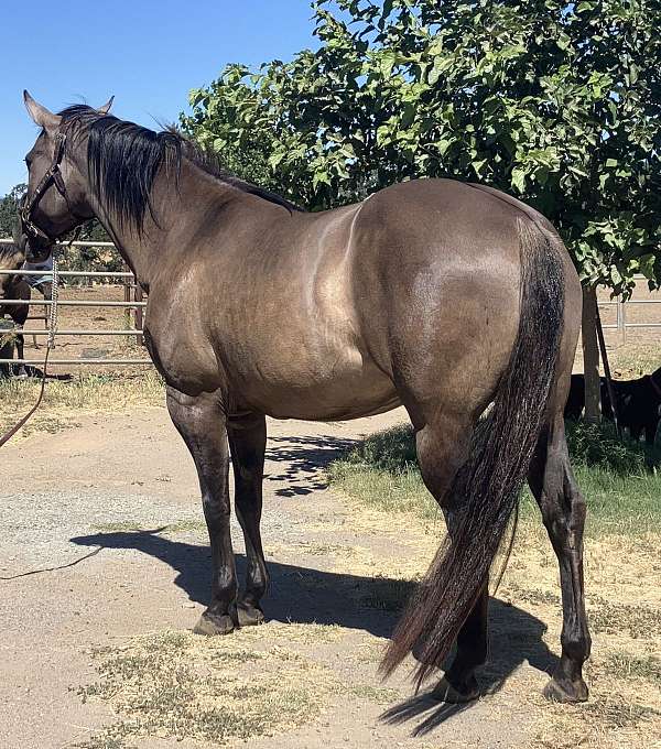 available-quarter-horse