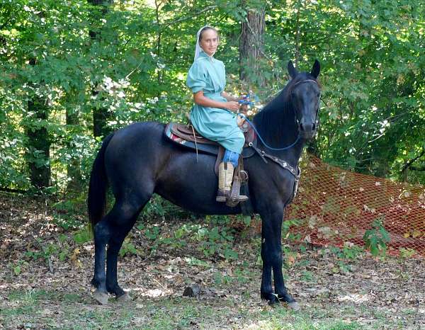 driving-friesian-horse