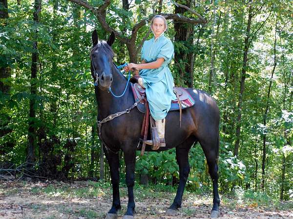 harness-friesian-horse