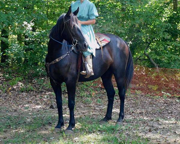 ridden-western-friesian-horse