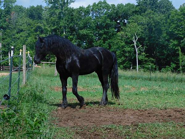 saddlbred-friesian-horse