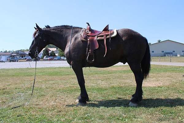 all-around-percheron-horse