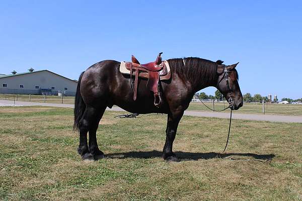 beginner-percheron-horse