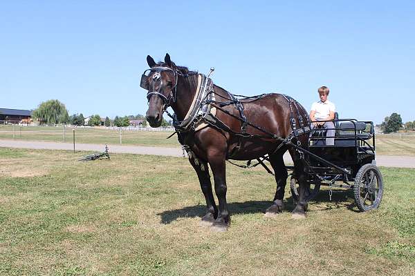 cooled-percheron-horse