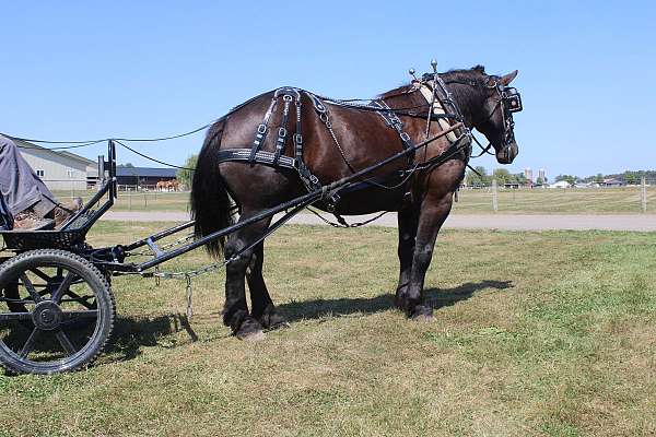 draft-percheron-horse