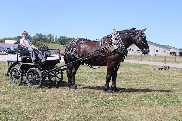 driving-percheron-horse