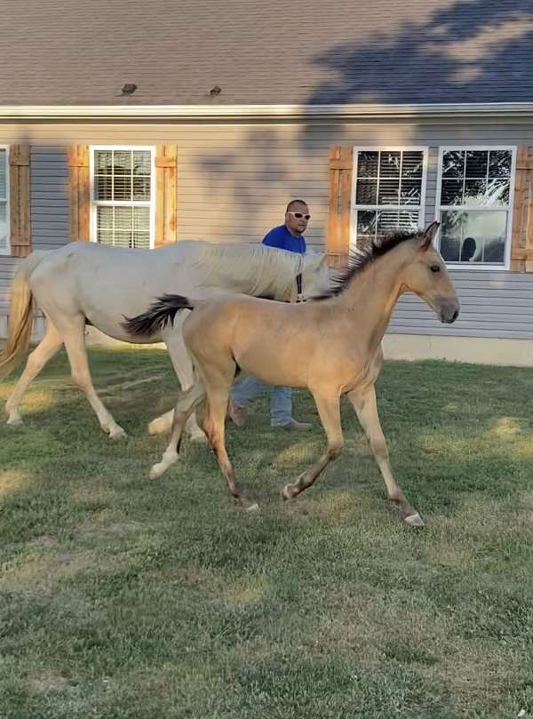 buckskin-star-snip-hind-sock-horse