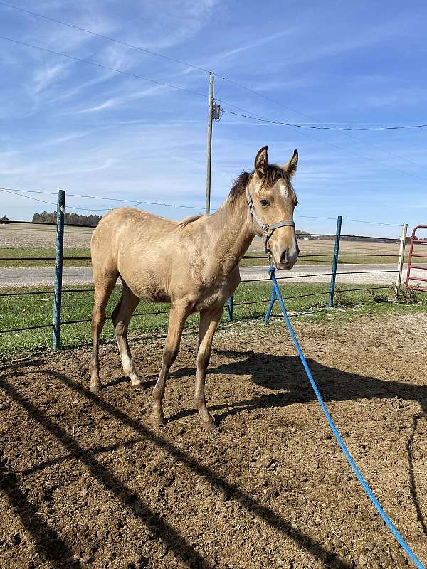 buckskin-star-snip-hind-sock-horse