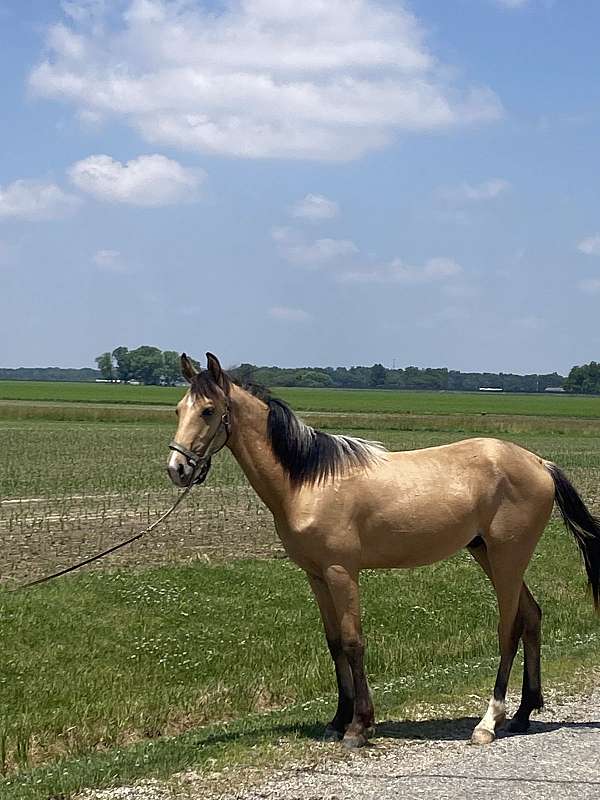 buckskin-star-snip-hind-sock-horse