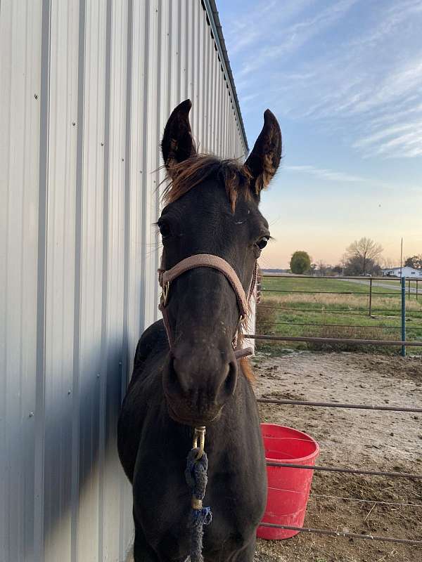 wormings-tennessee-walking-horse