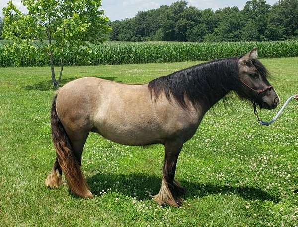 briar-gypsy-vanner-horse