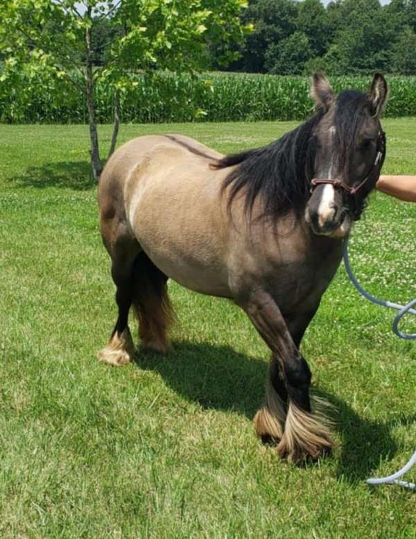 standard-gypsy-vanner-horse