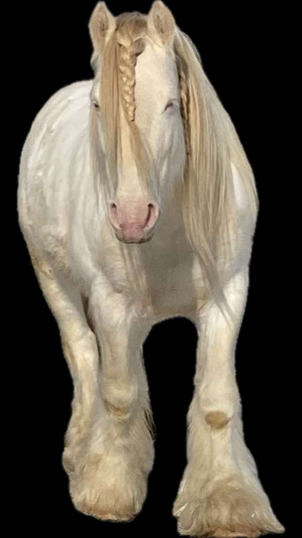 perlino-gypsy-vanner-for-sale