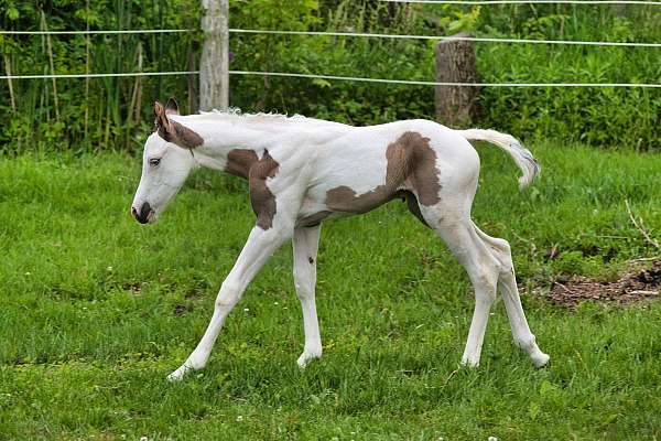 medicine-hat-w-blue-eyes-horse