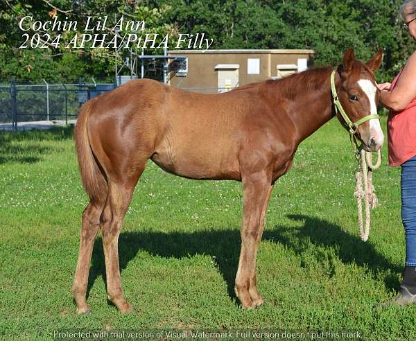 sorrel-all-around-double-registered-horse
