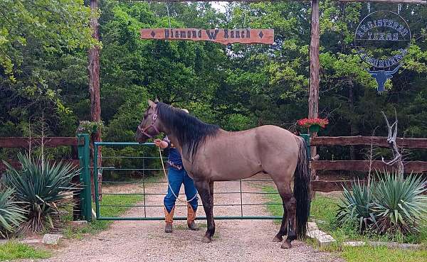 dun-grulla-show-horse