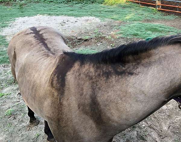 dun-grulla-stallion-foal-for-sale