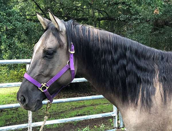 grulla-quarter-horse-stallion