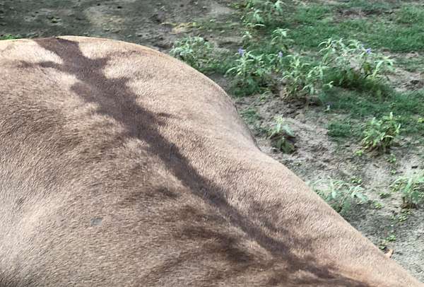 grulla-aqha-stallion