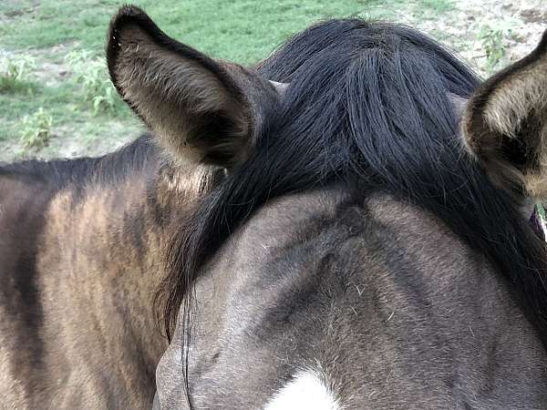 grulla-aqha-horse