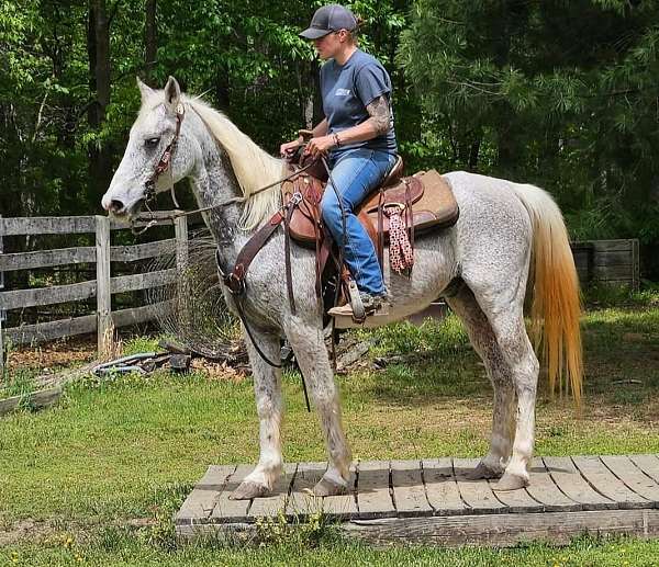 quiet-arabian-horse