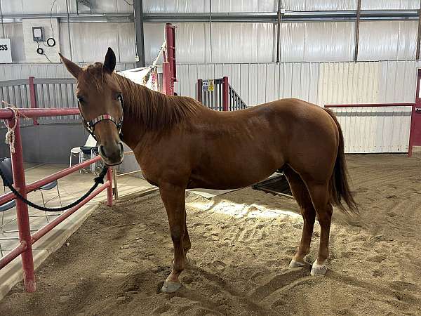 faint-starlb-pastern-white-horse