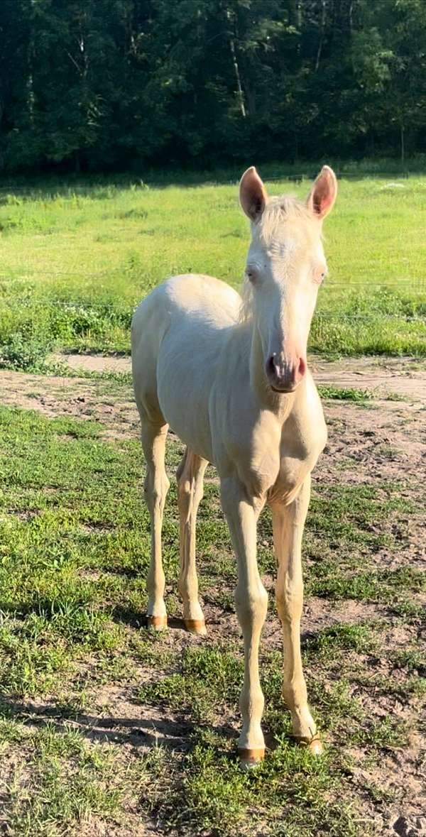 cremello-white-star-pony