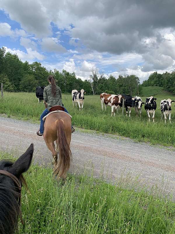 ranch-work-belgian-pony