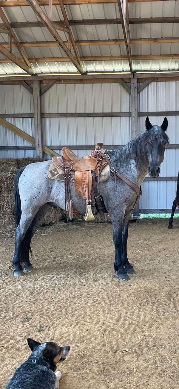 western-pleasure-tennessee-walking-pony