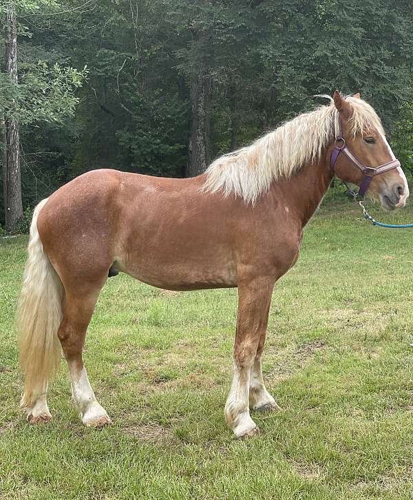 sorrel-blonde-mane-tail-horse