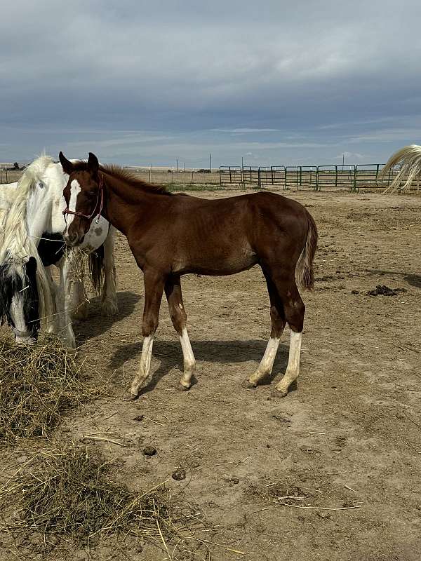 chestnut-overo-idhsna-horse